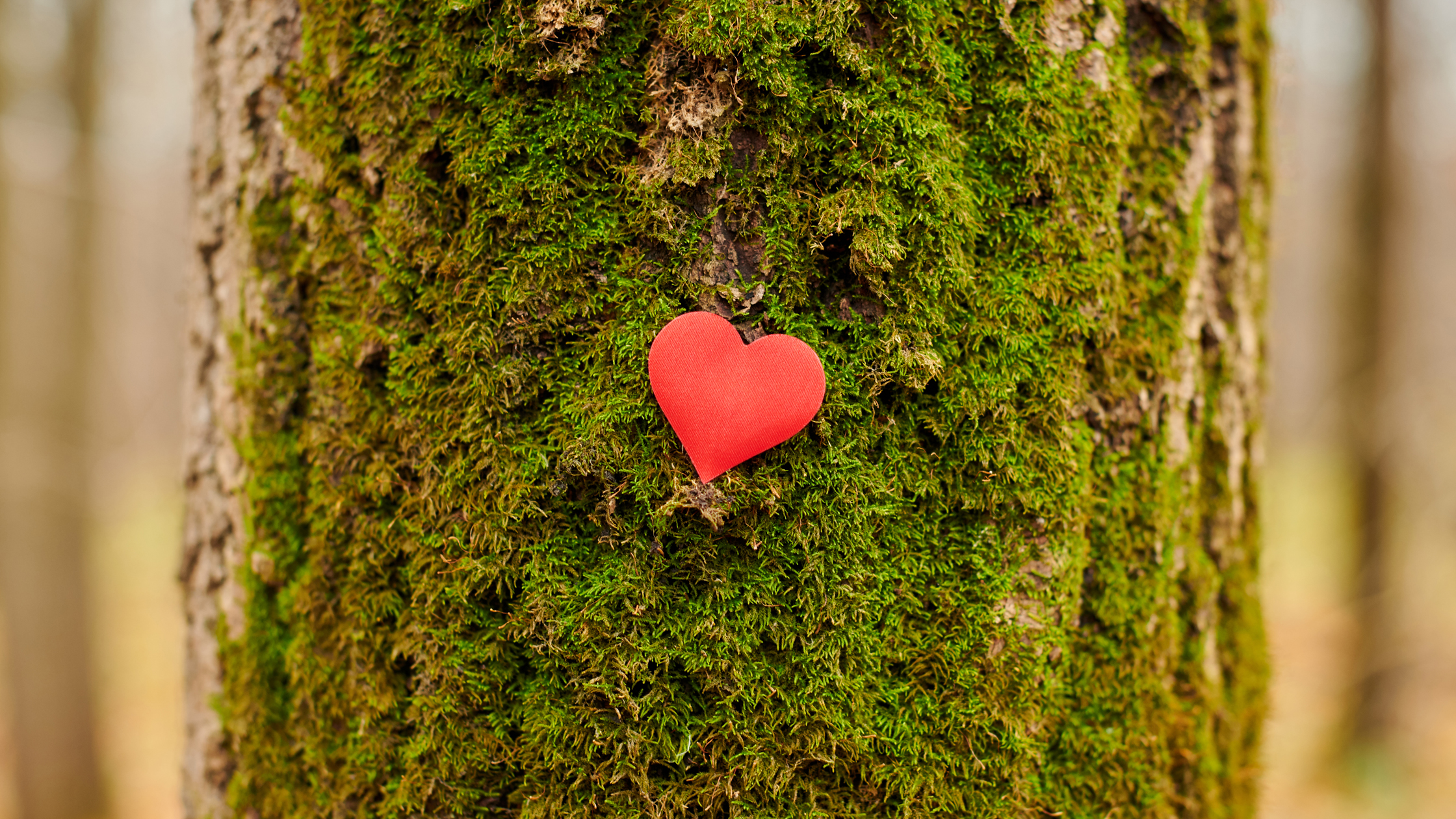 red paper heart on a tree trunk